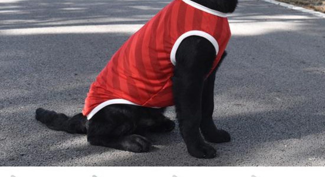 DogSports - rouge-perf
